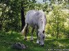 Zuchtstute Rolo (Connemara-Pony, 1982, von Skryne Bright Cloud)