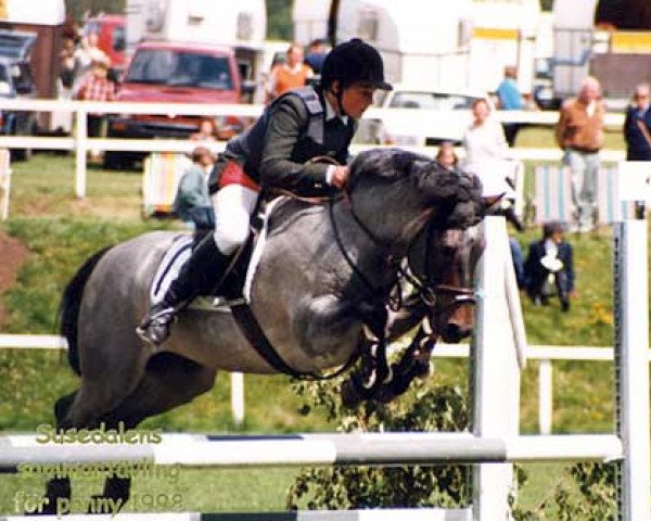 stallion Lofty Roderic RC 74 (Connemara Pony, 1990, from Ashfield Sparrow)