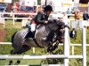 Deckhengst Lofty Roderic RC 74 (Connemara-Pony, 1990, von Ashfield Sparrow)
