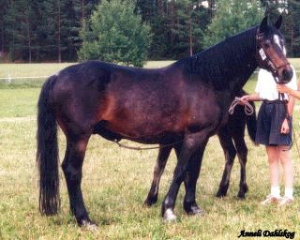 Zuchtstute Ashfield Fancy (Connemara-Pony, 1984, von Ashfield Sparrow)