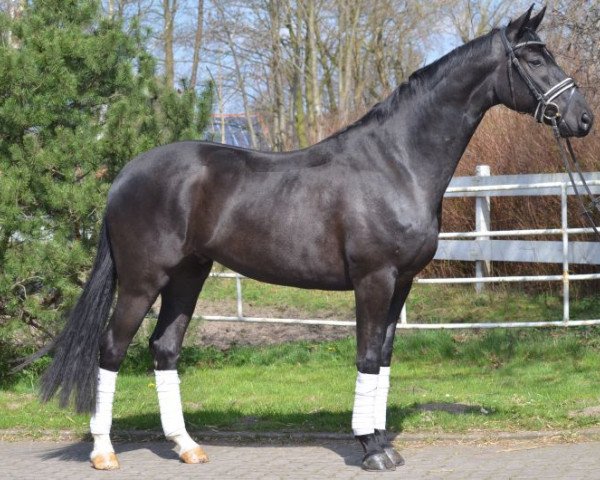 dressage horse dnndx (Hanoverian, 2012, from Don Index)