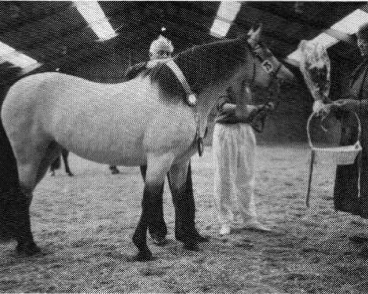 Zuchtstute Frederiksminde Christina (Connemara-Pony, 1984, von Earl of Doon)
