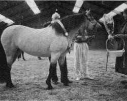 broodmare Frederiksminde Christina (Connemara Pony, 1984, from Earl of Doon)