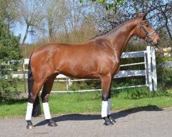 dressage horse blssmo (Hanoverian, 2011, from Belissimo)