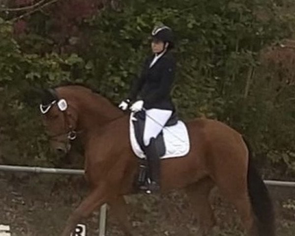 dressage horse First Amadeus (Hanoverian, 2017, from Nymphenburg's First Ampere)