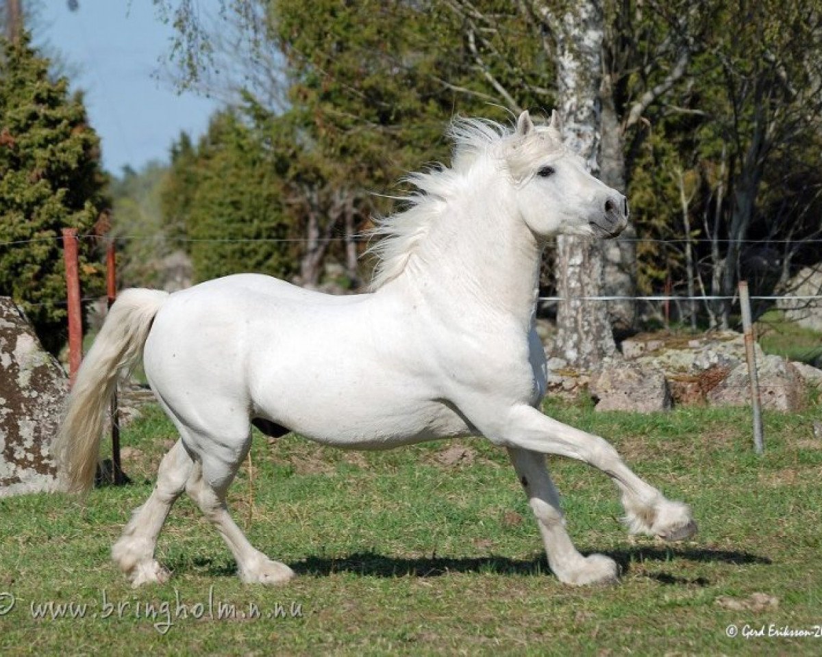 Deckhengst Frederiksminde Hazy Chance (Connemara-Pony, 1989, von Hazy Dawn)