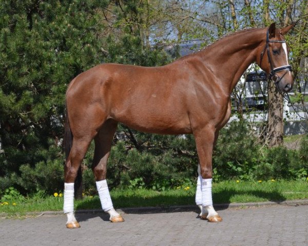 dressage horse roy (Hanoverian, 2012, from Royal Classic I)