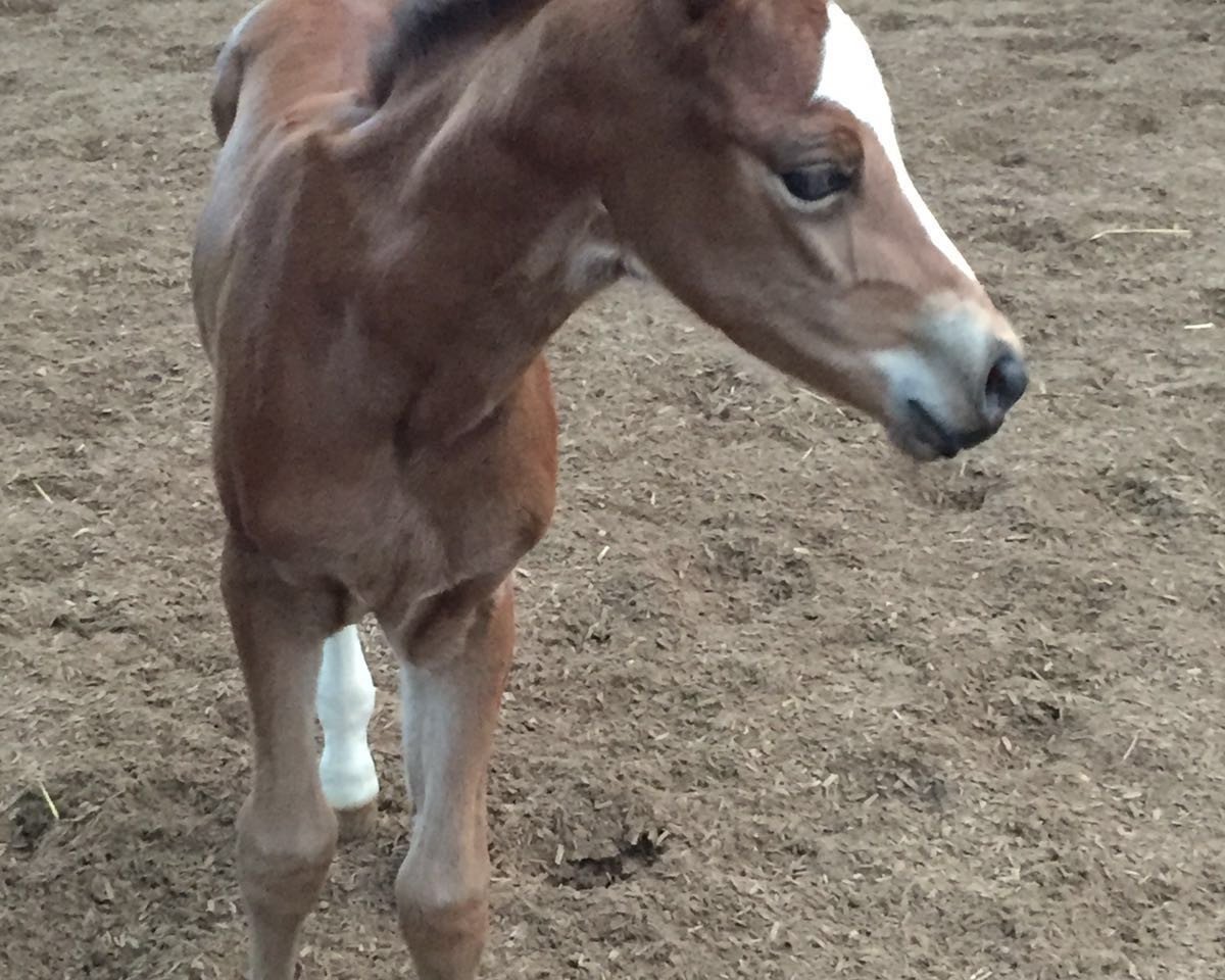 dressage horse Pfahlershof Calla (German Riding Pony, 2016, from Aarubinio)