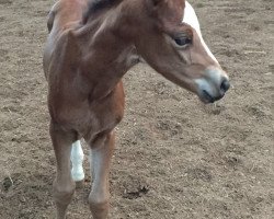 dressage horse Pfahlershof Calla (German Riding Pony, 2016, from Aarubinio)