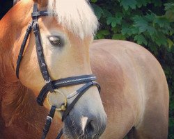 dressage horse Allegro (7,42% ox) (Pony without race description, 2011, from Allgaier (8,59% ox))