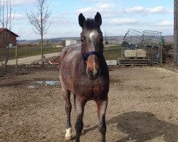 Pferd Ramiro's Legolas (Tschechisches Warmblut, 1998, von Ramiro)