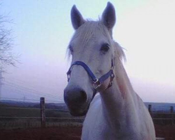 broodmare Fackel (Noble Warmblood, 1985, from Fanal Mo 1316)