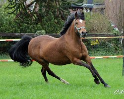 broodmare Lea (German Riding Pony, 1996, from Leonardo)