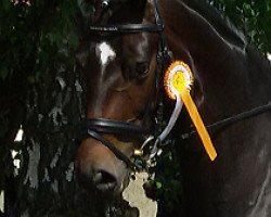 dressage horse Sierra Tequila D.H. (Westphalian, 2010, from Scolari)