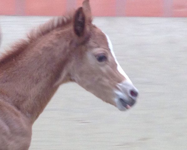 Dressurpferd Dornik's Charming Girl (Rheinländer, 2016, von Dornik B)