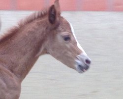 dressage horse Dornik's Charming Girl (Rhinelander, 2016, from Dornik B)