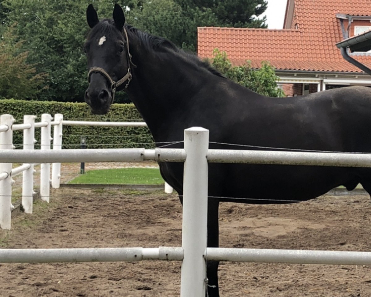 Deckhengst San Krotenbach (Trakehner, 2002, von Sixtus)