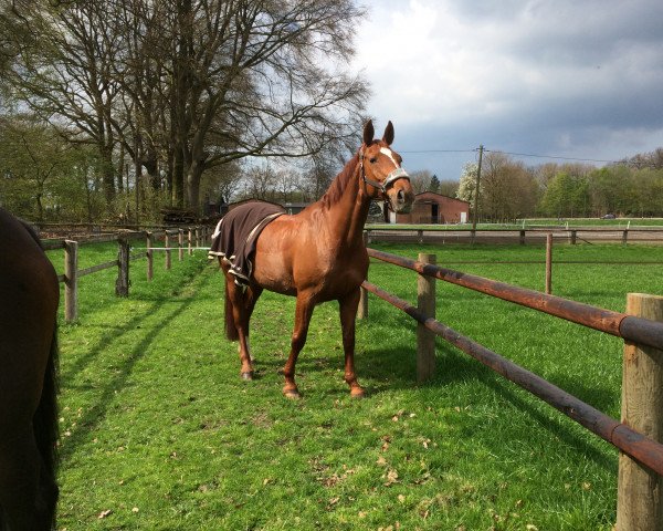 broodmare Monella (Westphalian, 1999, from Mon Cher)