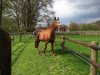 broodmare Monella (Westphalian, 1999, from Mon Cher)