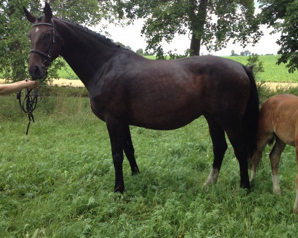 broodmare Primadonna IV F (Danish Warmblood, 2000, from Don Schufro)