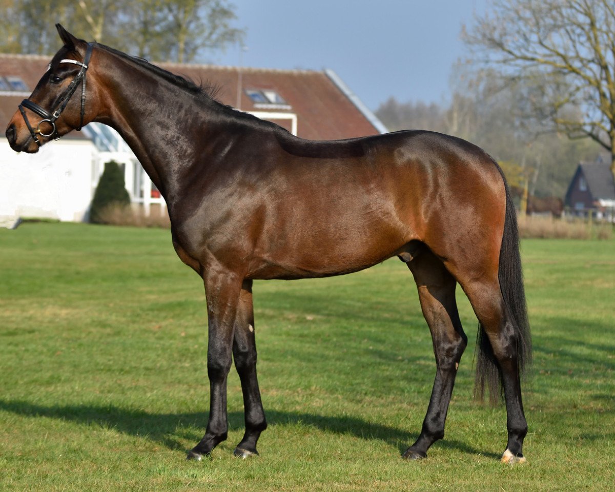 Dressurpferd Sinclair (Westfale, 2013, von Sir Donnerhall II OLD)