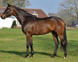 dressage horse Sinclair (Westphalian, 2013, from Sir Donnerhall II OLD)