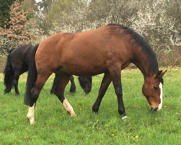 Zuchtstute Quanta de Origer (Belgisches Warmblut, 2000, von Ortega van Wijnendaele)