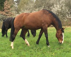 Zuchtstute Quanta de Origer (Belgisches Warmblut, 2000, von Ortega van Wijnendaele)