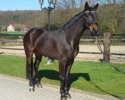 dressage horse Destano's Dom Pérignon (Oldenburg, 2012, from Destano)