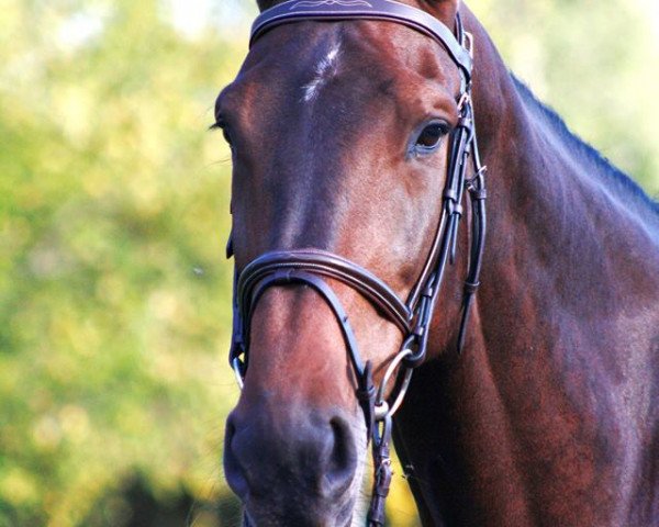 Springpferd Sally (Dänisches Warmblut, 2004, von Cajus)