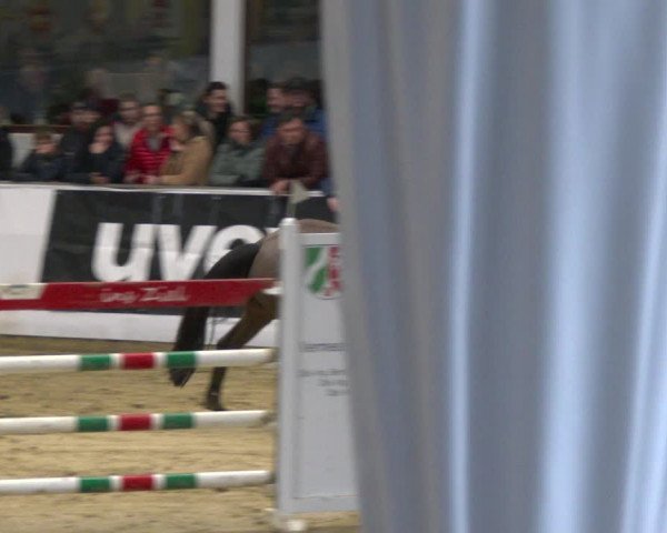 Reitturnier Borken 2020