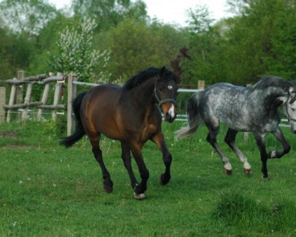 horse Landiano 5 (Holsteiner, 1996, from Libertino I)