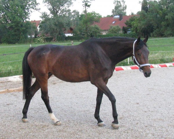 broodmare L}Ashacopé (Bavarian, 2007, from Alassio's Boy)