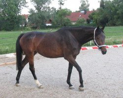 broodmare L}Ashacopé (Bavarian, 2007, from Alassio's Boy)