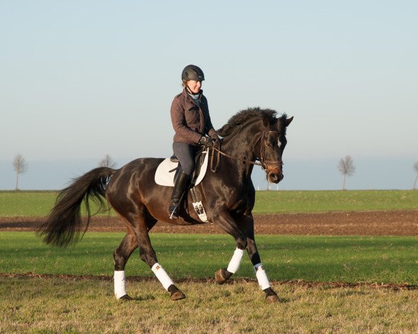 dressage horse Kronprinz Karlo (Württemberger, 2011, from Kronprinz)