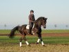 dressage horse Kronprinz Karlo (Württemberger, 2011, from Kronprinz)