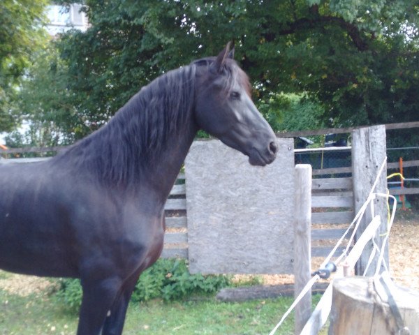 broodmare Jente K. (Friese, 2011, from Beart 411)