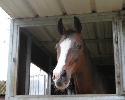 broodmare Panda (Bavarian, 1997, from Placido)