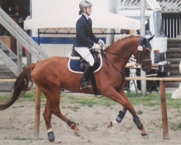 dressage horse Déjanel (Hanoverian, 2010, from Dancier)