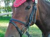 dressage horse Labyrinth 1 (German Riding Pony, 1992, from Loriot)