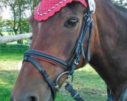 dressage horse Labyrinth 1 (German Riding Pony, 1992, from Loriot)