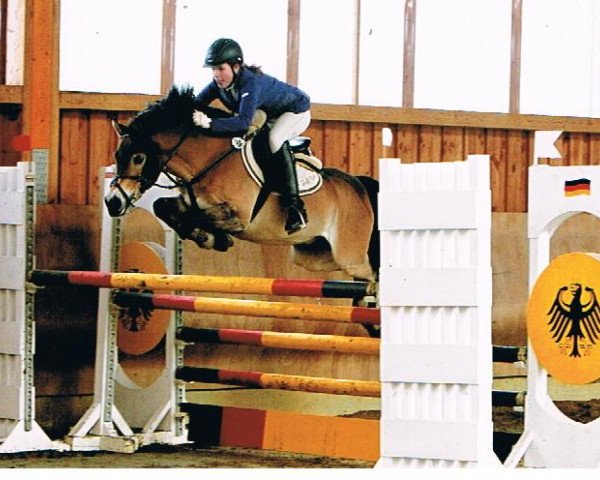 jumper Aladin 533 (German Riding Pony, 2003, from Aragon N)