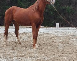 Pferd Belmondo L (Österreichisches Warmblut, 2013, von Boris Golden Pacer W)