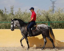 broodmare Cubanita JL (Pura Raza Espanola (PRE), 2008, from Korsario)