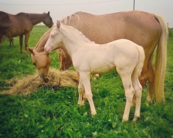 dressage horse Diamantschimmer (Westphalian, 2015, from Donatelli)