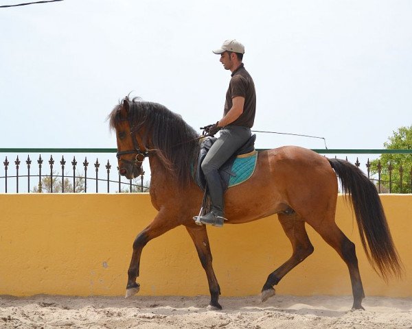 horse CABALI (Andalusier, 2005)