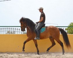 Pferd Cabali (Andalusier, 2005)