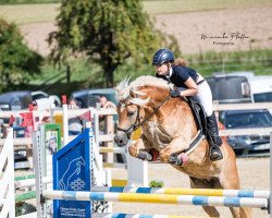 Springpferd Benjana (Haflinger, 2012, von Skorpion)