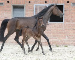 broodmare Double Thirteen (Hanoverian, 2011, from Dannebrog)