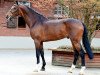 stallion Crachas VA (Holsteiner, 2011, from Cachas)